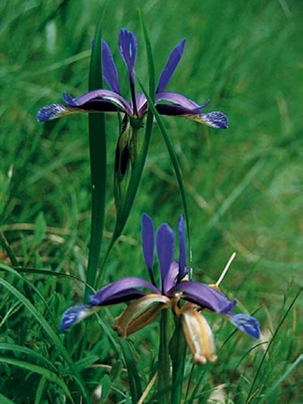 Iris graminea, a marginal species of the forest