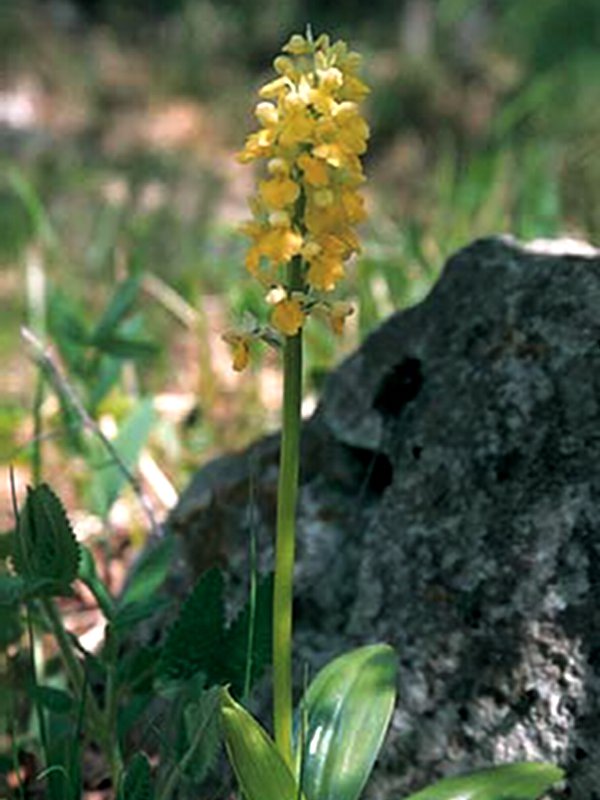 Orchis pallens, a rare plant in the Region