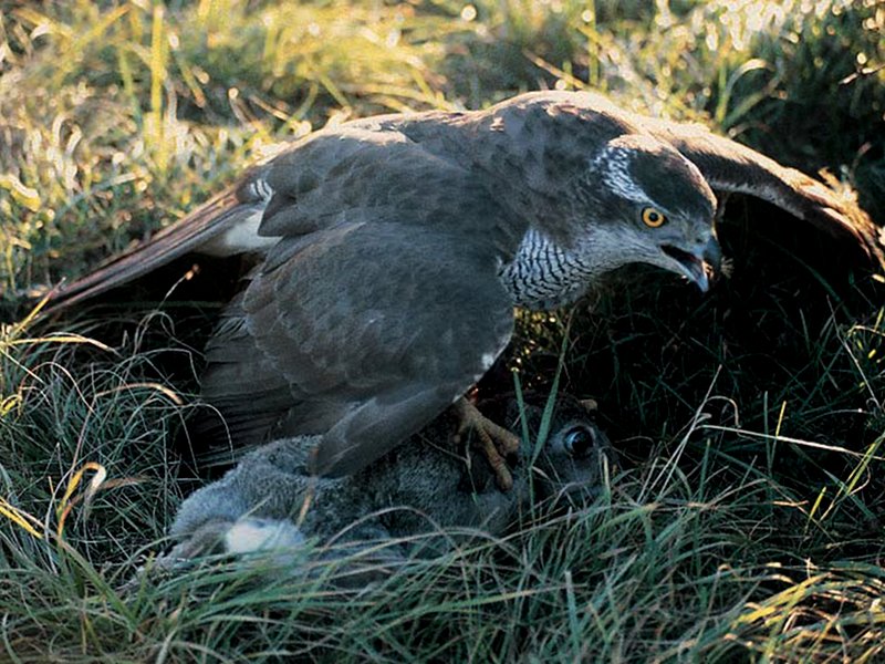 the northern goshawk is a common bird in the Karst region's forests