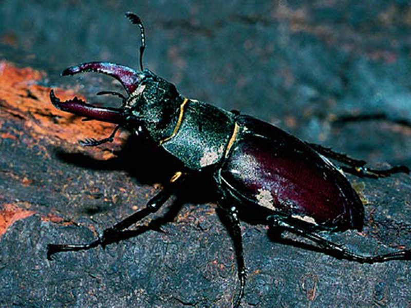 Lucanus cervus, the biggest beetle in Europe