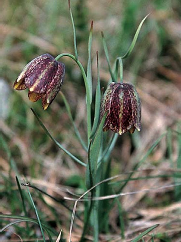 In the Region, Fritillaria orientalis grows only in the south-eastern section of the Karst