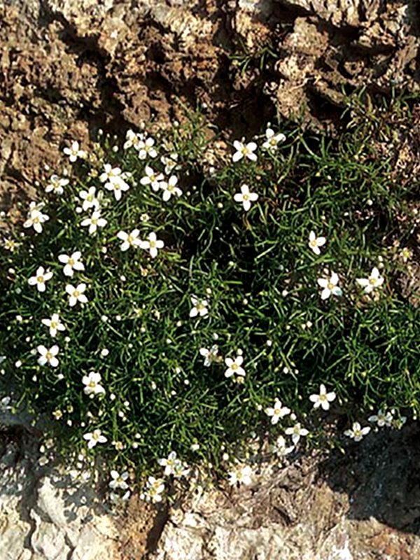 Moehringia tommasinii is an endemic plant living in the fissures of the walls