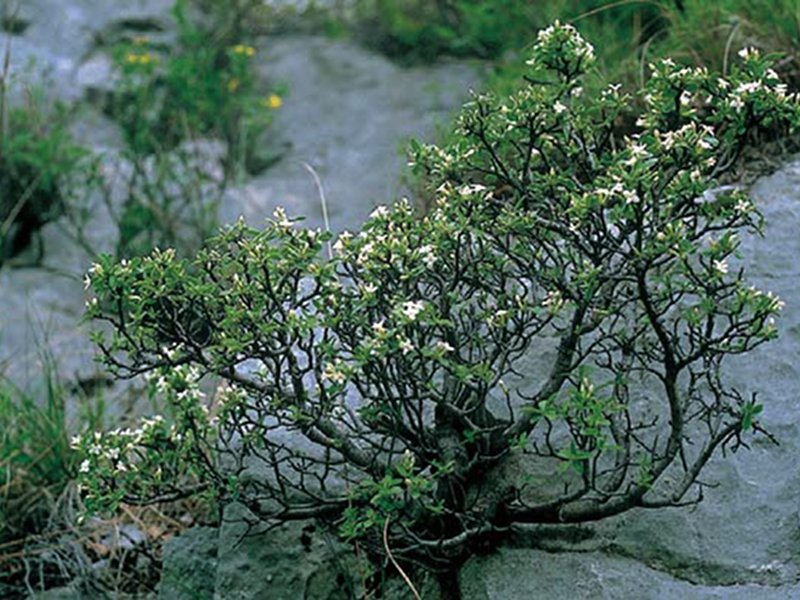 Daphne alpina ssp. scopoliana rappresenta la flora alpina presente nella Val Rosandra