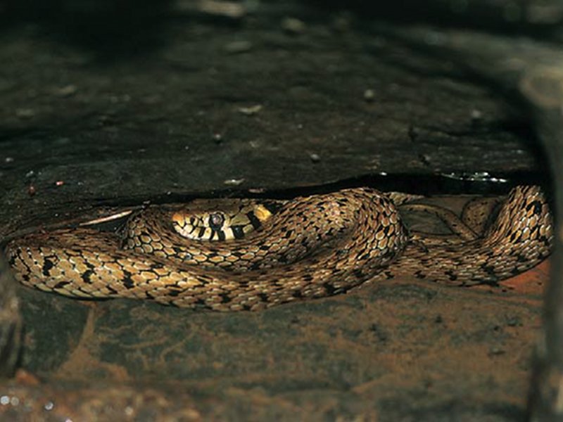 The grass snake lives near the torrent and in the surrounding woodlands