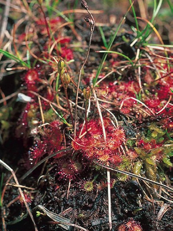 Drosera rotundifolia è una pianta carnivora