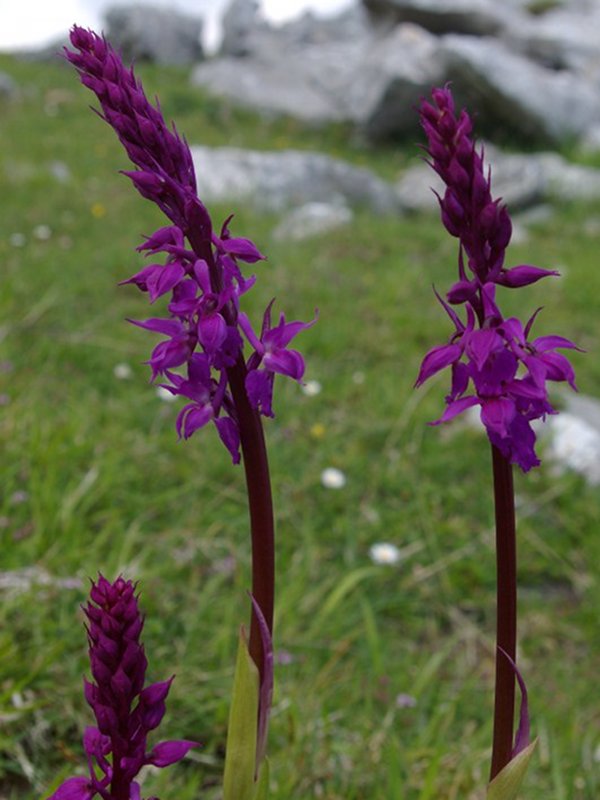 Orchis mascula subsp. Mascula