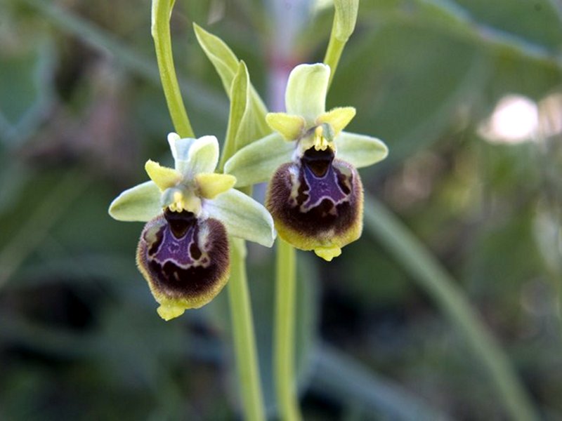 Ophrys holosericea subsp. posidonia