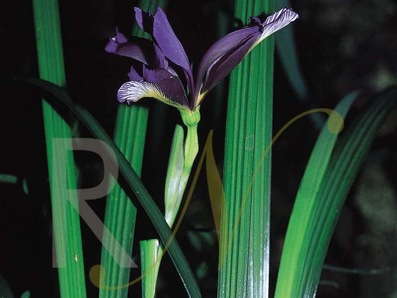 Iris graminea grows in the wet woodlands of the valley bottoms