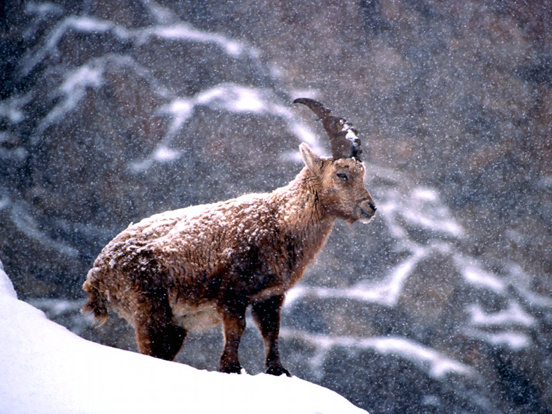 Wild ibex and tour with snowshoes