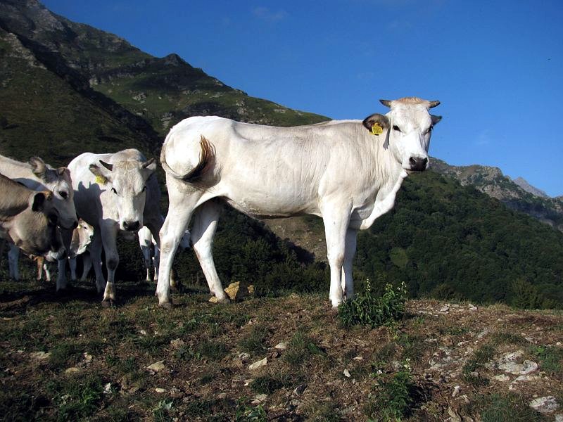 Rinderrasse des Piemonts