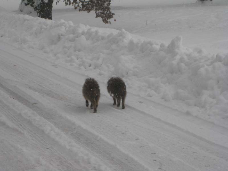Wild boars in the snow