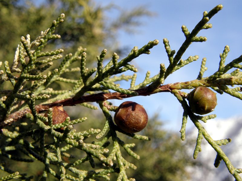 Juniper berries in Fenicia