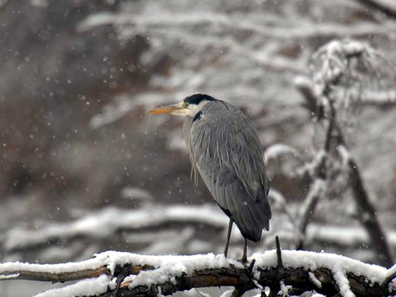Gray Heron with snow