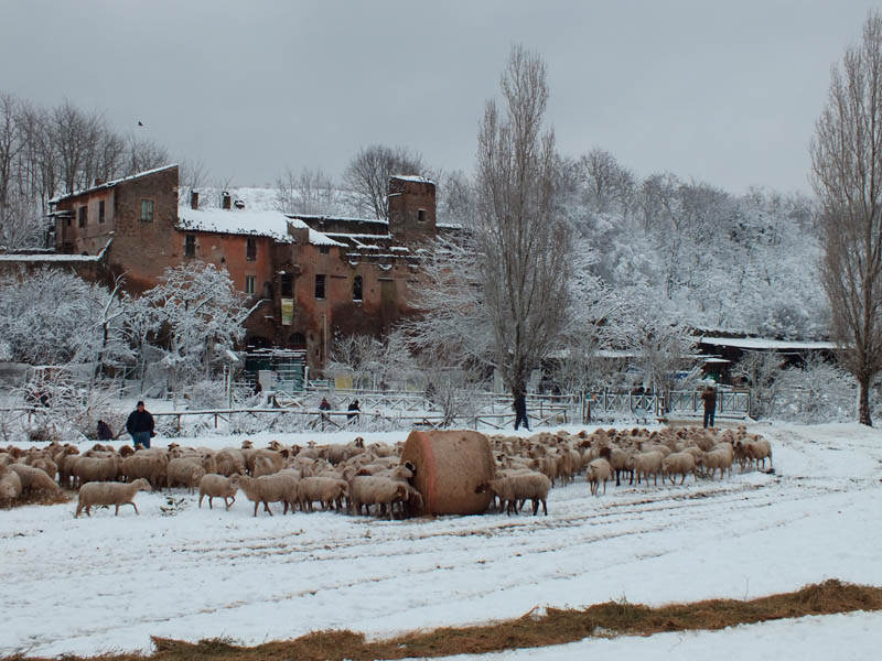 The Park under the snow: Valle della Caffarella, the sheep flock and the Casale