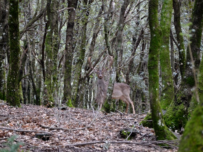 Fallow deer specimen in the mountains of Madonie