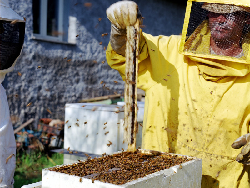 Beekeeping in Veio Park