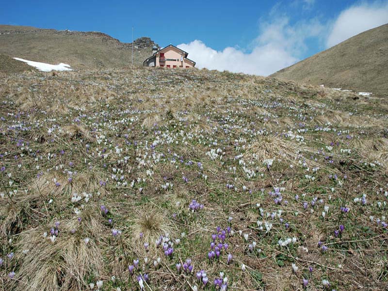 Blüte der Krokusse in der Berghütte Dal Piaz