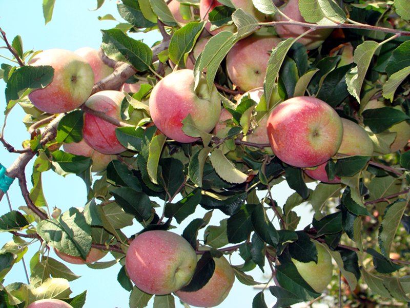 Orchard Ceriano Laghetto