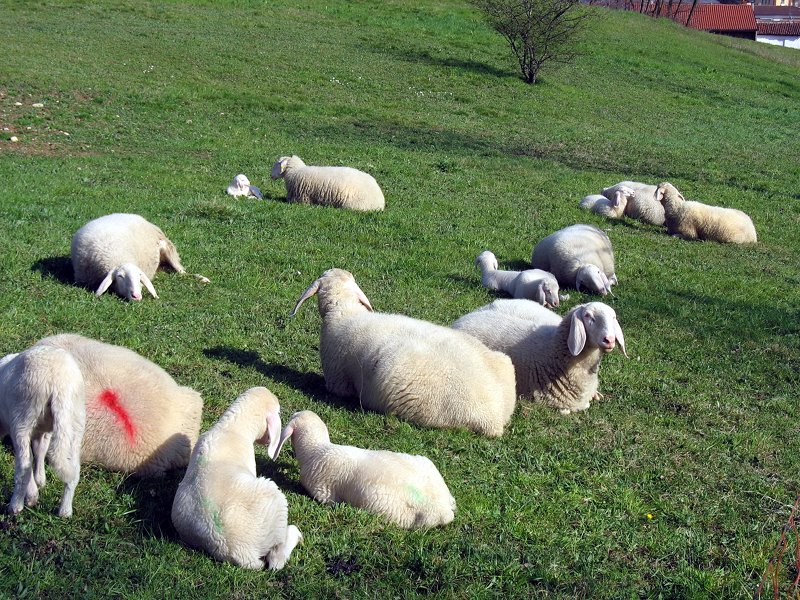 Pecore brianzole. Razza tutelata in via di estinzione
