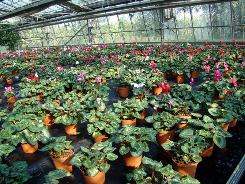 Greenhouse plants. Agrarian Institute in Limbiate