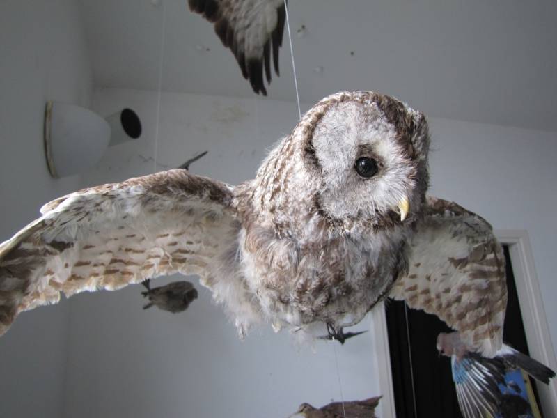 Tawny owl on display in Superga Visitor Center