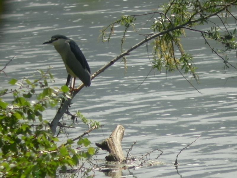 Night heron along river Po in Chivasso