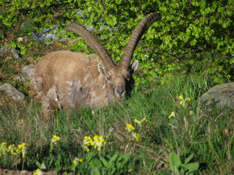 Moulting male wild ibex