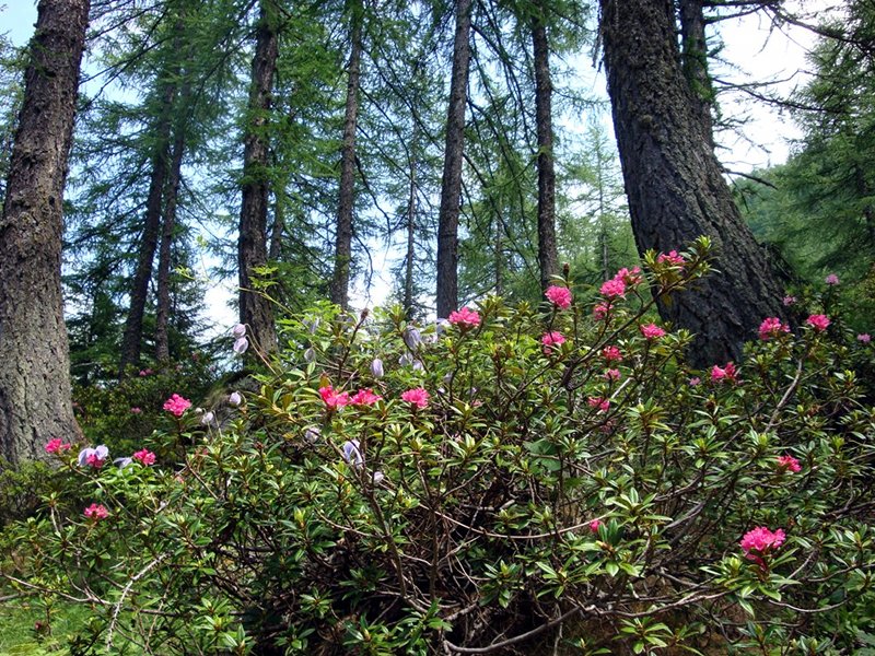 Floraison de rhododendron