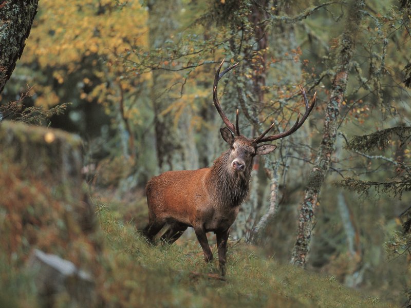 Autumn special. The deer roar