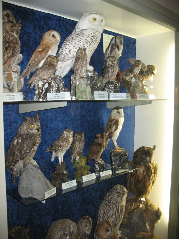 Taxidermied birds of prey, Natural History Town Museum in Carmagnola