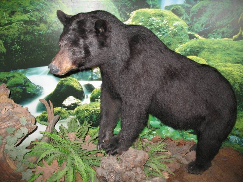 Orso tassidermizzato al Museo di Storia Naturale di Carmagnola