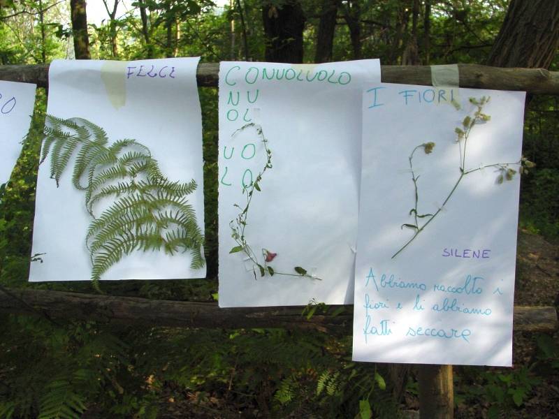 Campioni botanici raccolti dai bambini