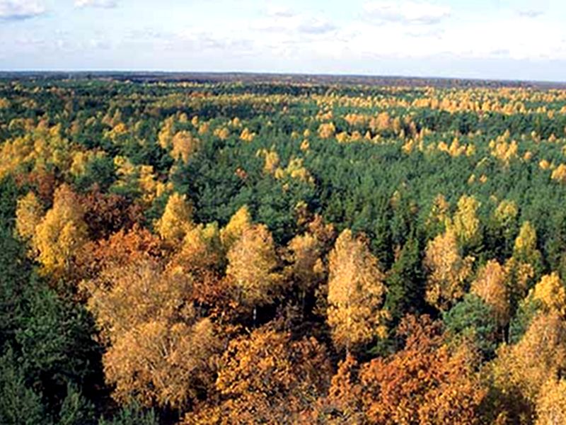 Panorama sulla foresta