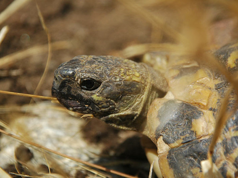 Aspromonte tortoise