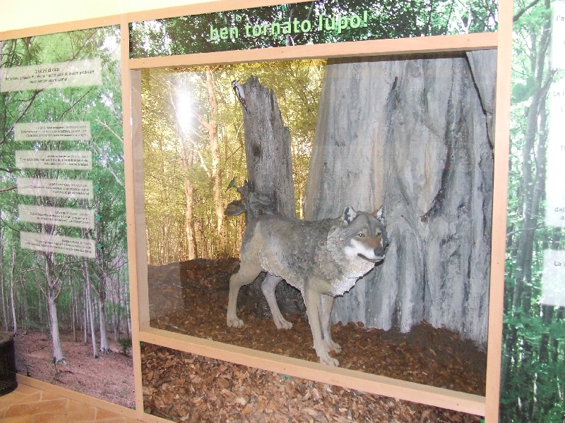 Didactic route - Wolf Diorama