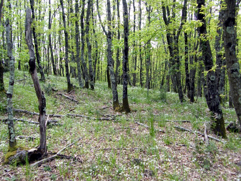 Woodlands of Monte Rufeno Reserve