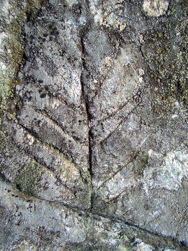 Gravure d'arbre à l'alpe Sassoledo