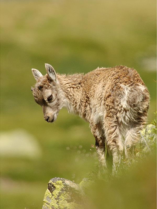 Young wild ibex
