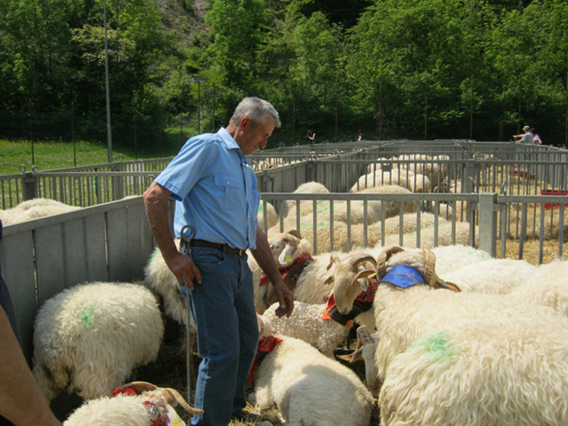 Pecore farbosane roaschine
