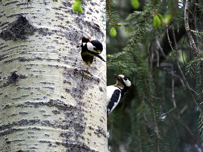 Couple of Great Spotted Woodpeckers