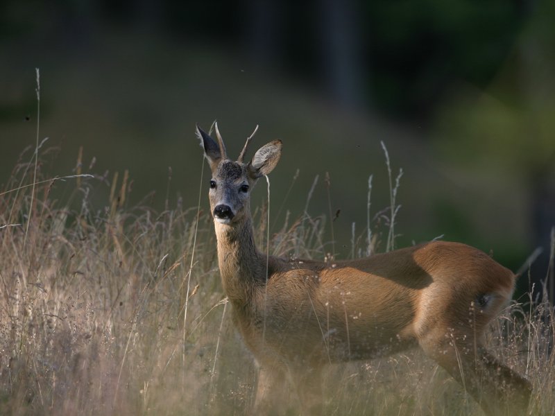 Free roe deer in Pra Catinat
