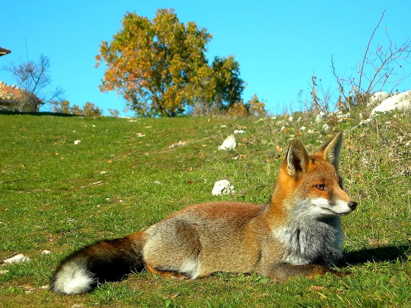 A fox at Paiare