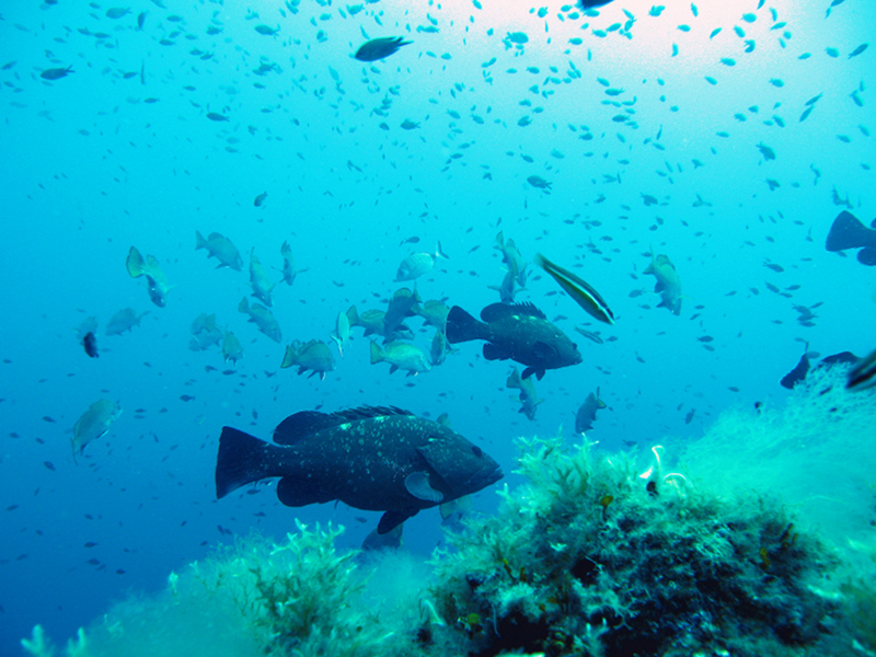 Groupers at Secca del Papa