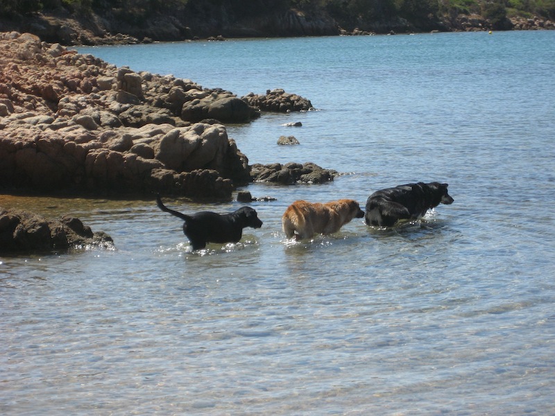 The water stretch in front of the beach for dogs