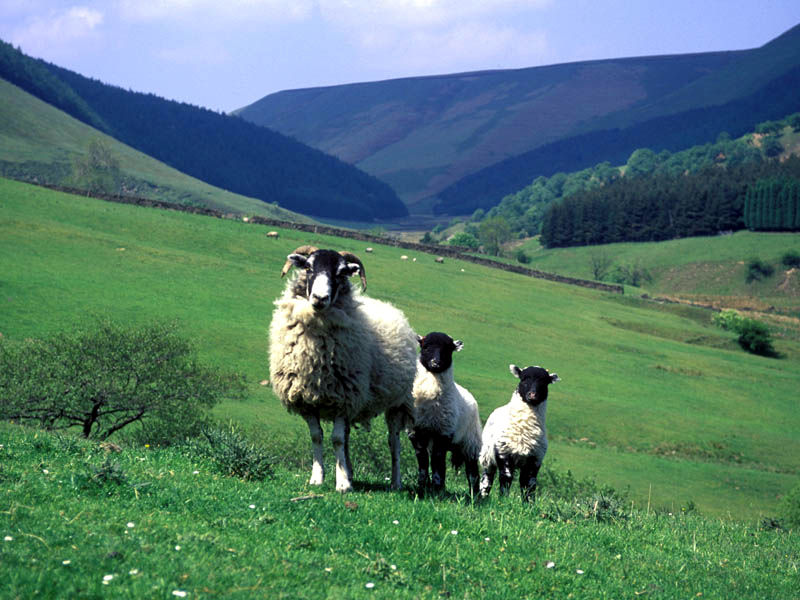 Pecore ad Alport