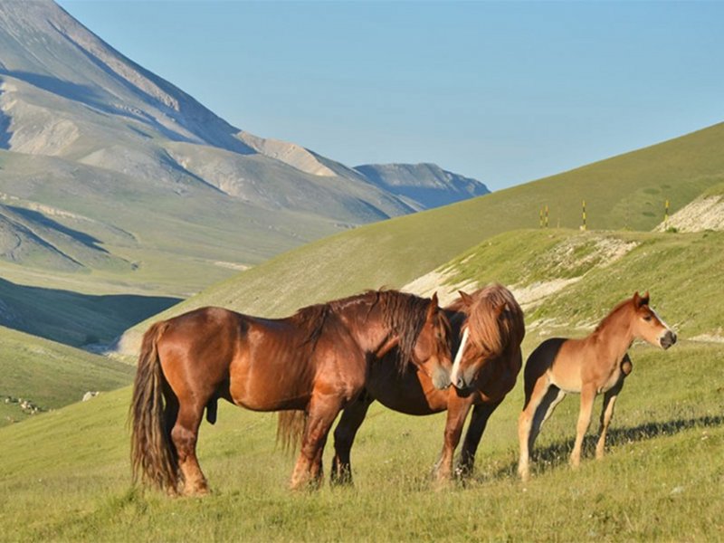 Pferde in Campo Imperatore