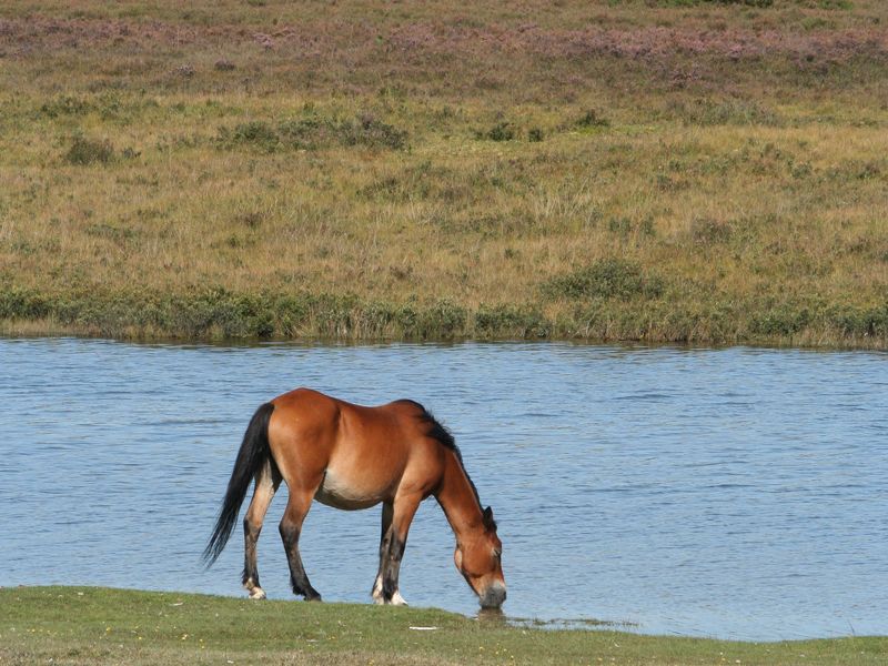 Un pony si abbevera allo stagno di Hatchet