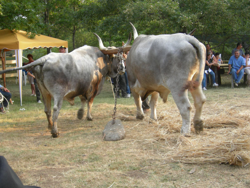 Transhumance 2012 - Couple of oxen working