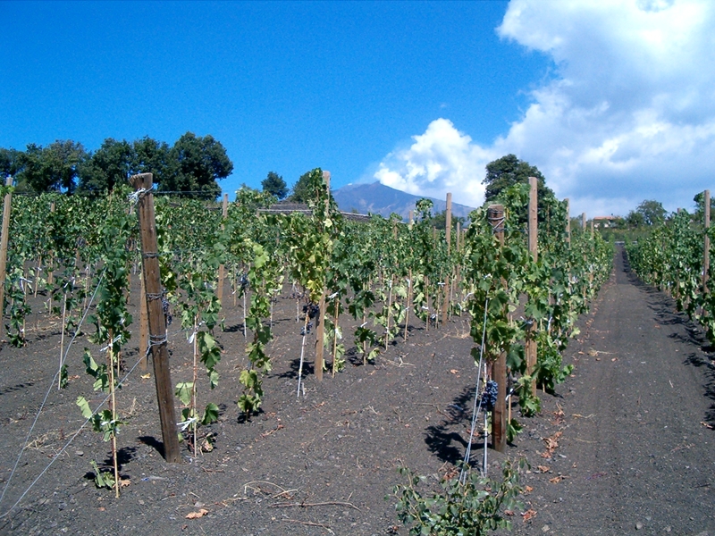 Vineyard with Etna in the background