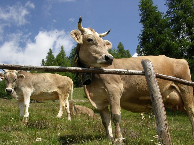 Vaches au pâturage